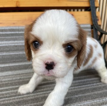 キャバリア【岡山県・男の子・2025年5月31日・ブレンハイム】の写真「やっと目があきましたよ🐶」
