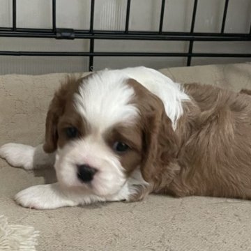 キャバリア【岡山県・男の子・2025年8月30日・ブレンハイム】の写真「両親遺伝子クリア🐶元気いい男の子ですよ🐶🍇」