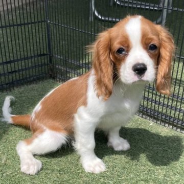 キャバリア【岡山県・男の子・2025年5月31日・ブレンハイム】の写真「両親遺伝子クリア🐶元気いい男の子ですよ🐶🍇」