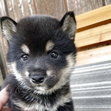 柴犬(豆柴)【岡山県・男の子・2025年7月5日・黒】の写真「両親共豆柴認定　極小サイズですよ🥰🍇」