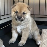 柴犬(豆柴)