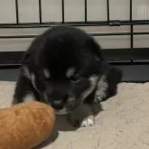 豆柴