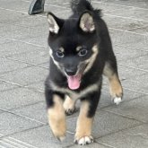 柴犬(豆柴)