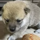 豆柴