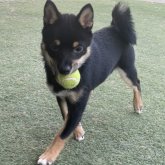 柴犬(豆柴)