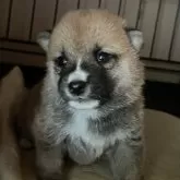 豆柴【岡山県・男の子・2025年6月13日・赤】の写真1
