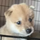 豆柴