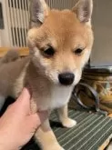 豆柴【岡山県・男の子・2024年12月23日・赤】の写真5
