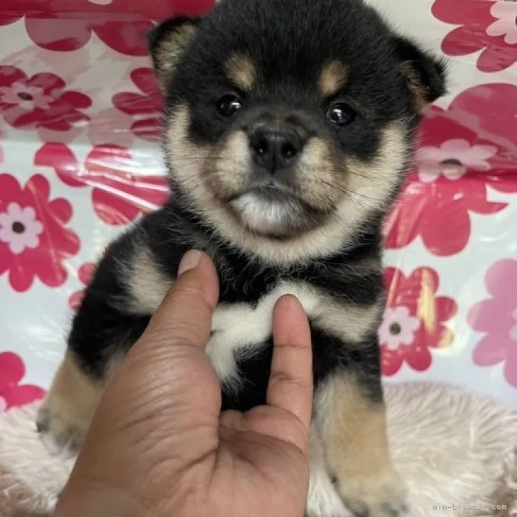 ID：2303-04300の子犬