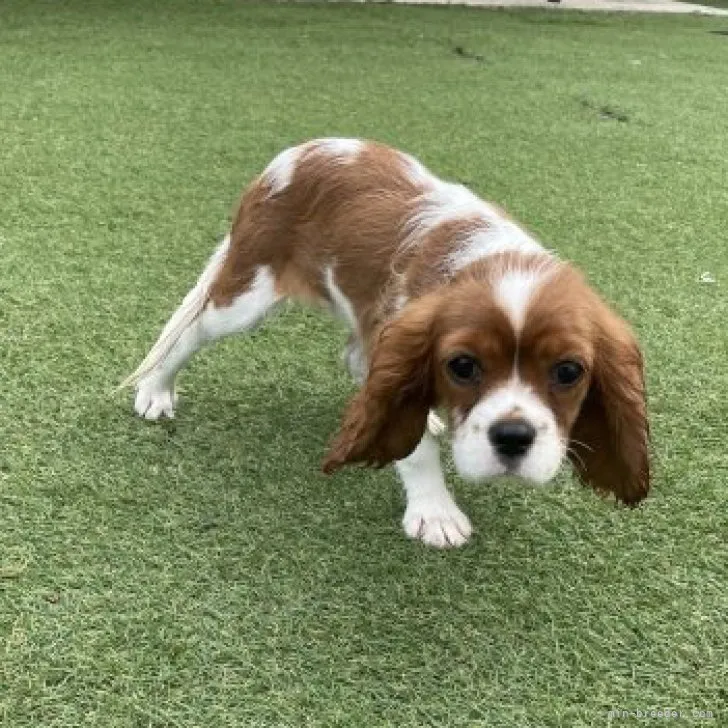 ID：2307-00079の子犬