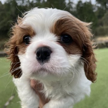 キャバリア【岡山県・男の子・2024年2月18日・ブレンハイム】の写真「元気で可愛い男の子🐶💕」