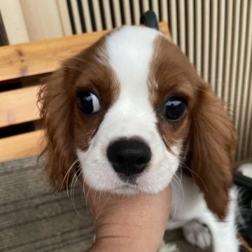 キャバリア【岡山県・男の子・2024年5月2日・ブレンハイム】の写真「ロザンジュがある可愛いい男の子🐶　🫐💞」