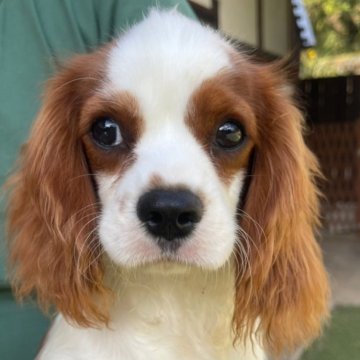 キャバリア【岡山県・男の子・2024年5月2日・ブレンハイム】の写真「可愛いい男の子🐶　💞」