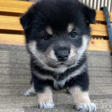 柴犬(豆柴)【岡山県・男の子・2024年8月31日・黒】の写真「両親共豆柴認定　元気のいい男の子🥰💞」