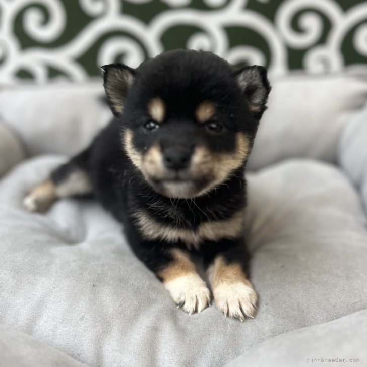 ブリーダー画像