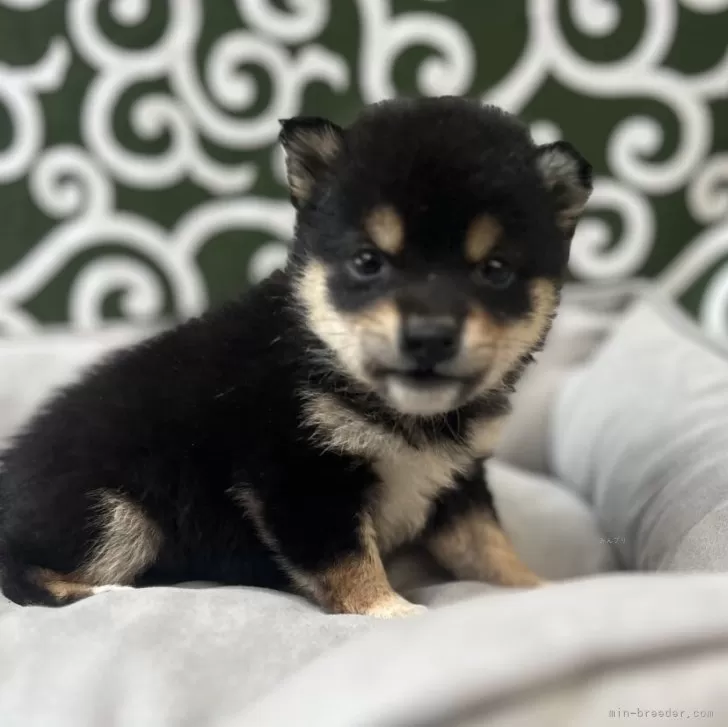 豆柴【和歌山県・女の子・2025年9月25日・黒】の写真1