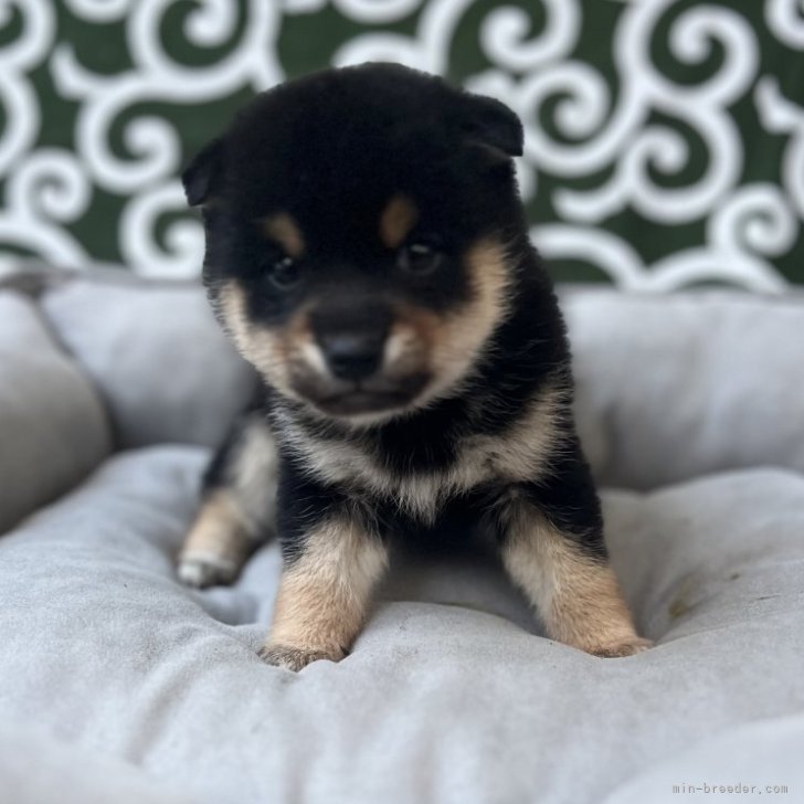 ブリーダー画像