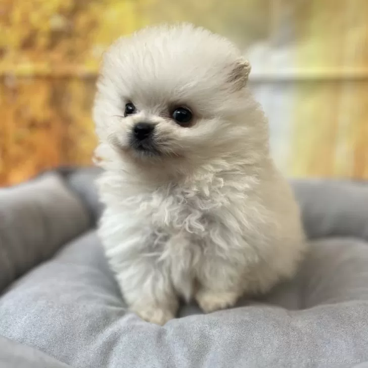 ID:2411-03803の子犬