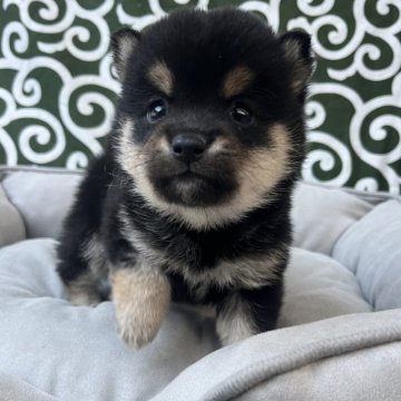 豆柴【和歌山県・男の子・2025年10月8日・黒】の写真「12/5まで掲載」