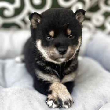 柴犬(豆柴)【和歌山県・女の子・2025年3月6日・黒】の写真「掲載期限5/2まで」