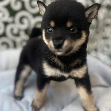 柴犬(豆柴)【和歌山県・女の子・2025年7月15日・黒】の写真「9/12まで掲載」
