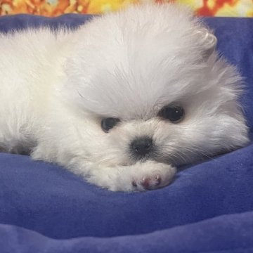 ポメラニアン【和歌山県・男の子・2025年10月15日・クリーム】の写真「掲載期限12/12 シマエナガのようなフォルム」