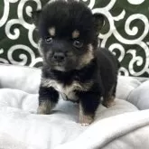 豆柴