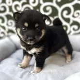 豆柴【和歌山県・女の子・2025年6月12日・黒】の写真1