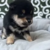 豆柴【和歌山県・女の子・2025年10月8日・黒】の写真3