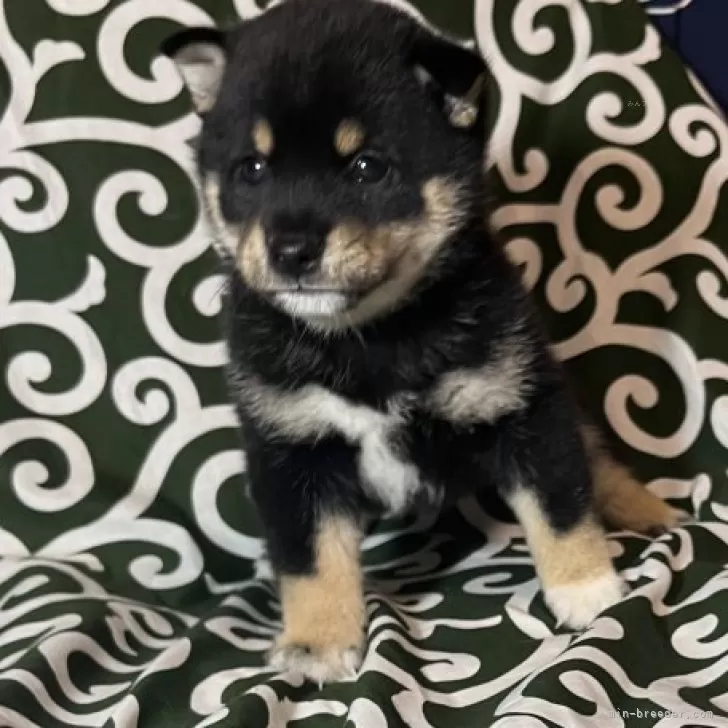 ははどん 様のお迎えした子犬
