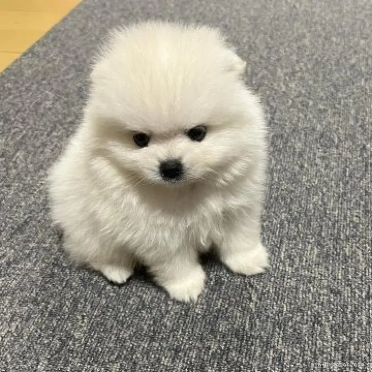 ID：2208-00313の子犬