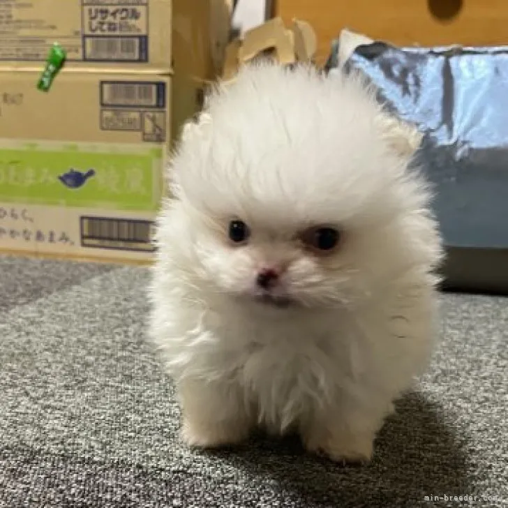 ID：2302-04204の子犬