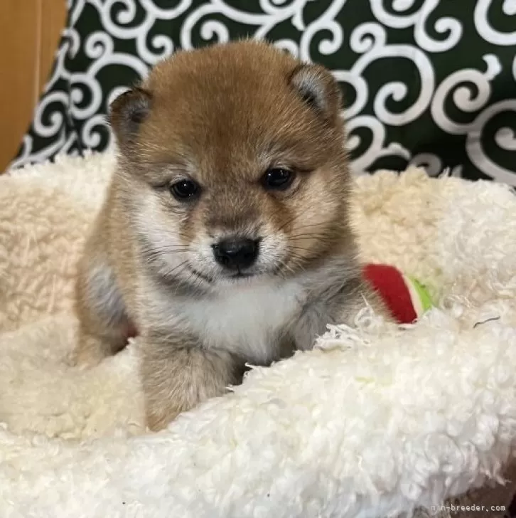 ID：2404-03146の子犬