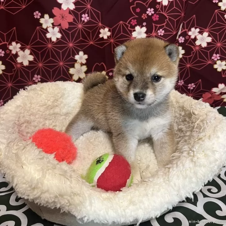 ID:2404-02733の子犬