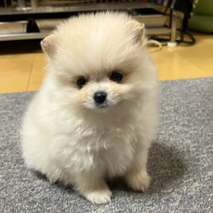 ID：2301-04672の子犬
