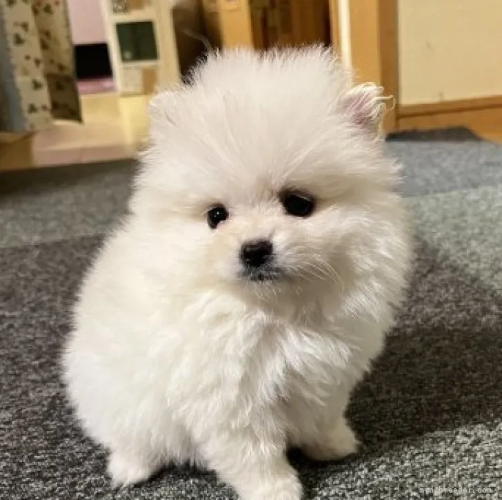 ID：2303-05213の子犬