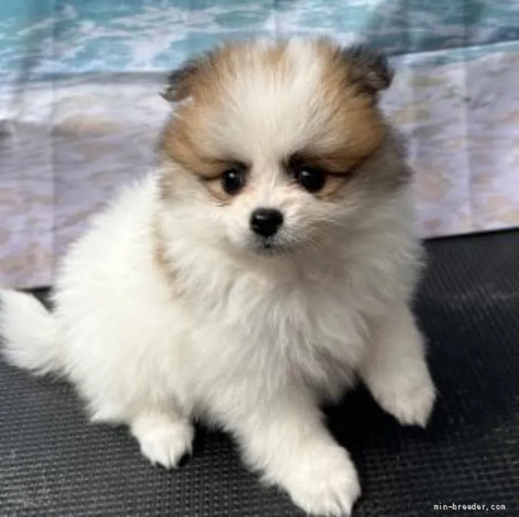 ID：2206-02046の子犬