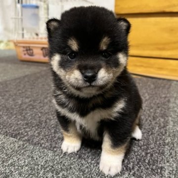 柴犬(豆柴)【和歌山県・女の子・2023年10月14日・黒】の写真「丸くて可愛い子です」