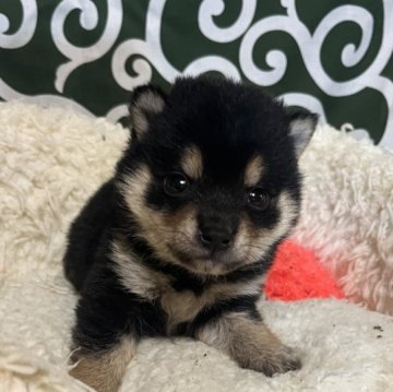 柴犬(豆柴)【和歌山県・男の子・2024年5月19日・黒】の写真「黒くてコロコロな子です」