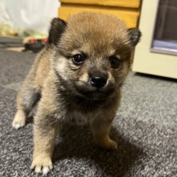 柴犬(豆柴)【和歌山県・男の子・2023年8月6日・赤】の写真「小さくまとまった正真正銘の豆柴です」