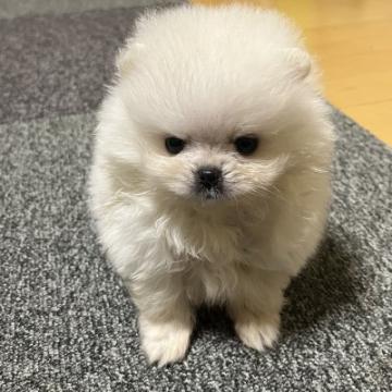 ポメラニアン【和歌山県・男の子・2022年9月10日・クリーム】の写真「小さくて顔がぺったんこ」