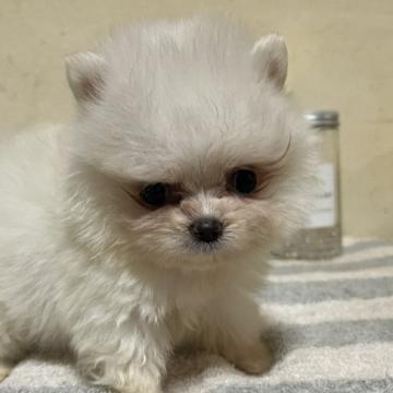 ポメラニアン【和歌山県・女の子・2022年6月14日・クリーム】の写真「小さいけど元気いっぱい」