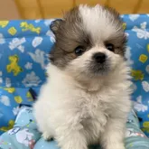 ポメラニアン【和歌山県・男の子・2022年4月9日・パーティ】の写真1