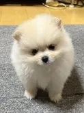 ポメラニアン【和歌山県・女の子・2022年12月7日・クリーム】の写真3