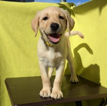 ラブラドールレトリバー【兵庫県・女の子・2025年7月16日・イエロー】の写真「マイペースのおっとりさん」