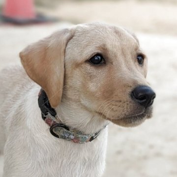 ラブラドールレトリバー【兵庫県・女の子・2025年7月16日・イエロー】の写真「好奇心旺盛」