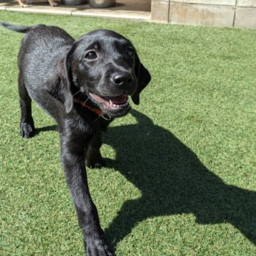 ラブラドールレトリバー【兵庫県・女の子・2025年7月16日・ブラック】の写真「おてんば」