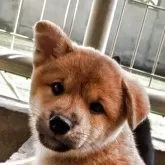 柴犬(標準サイズ)
