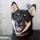 柴犬(標準サイズ)