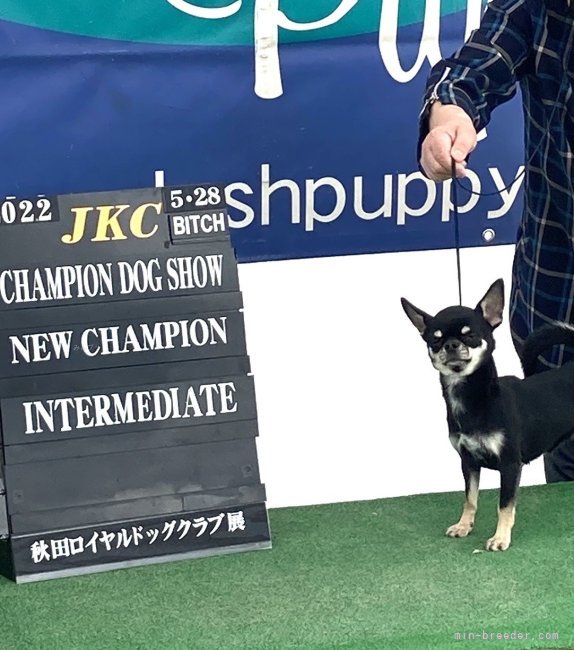 加納大ブリーダーのブログ：JKCCHあられ出産